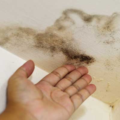 Orange County Mold Removal Services