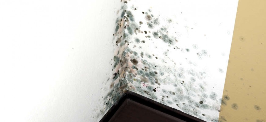 Tri Span Orange County Mold Remediation Services | Environmental Cleanup