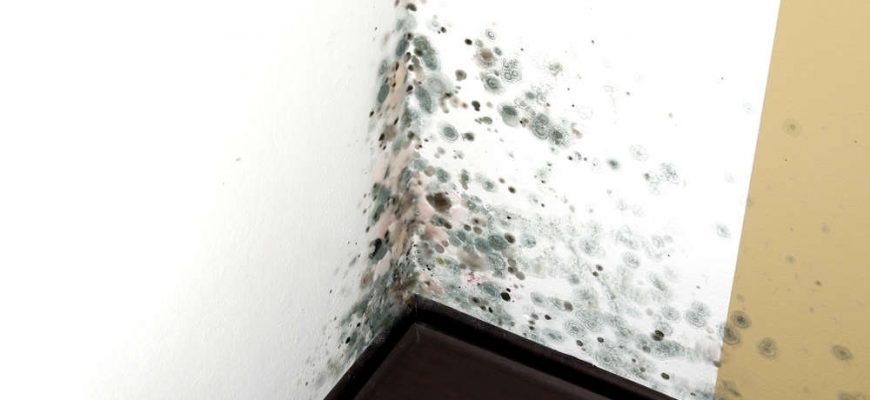 5 Critical Steps to Proper Irvine Mold Removal and Remediation | Tri Span Environmental
