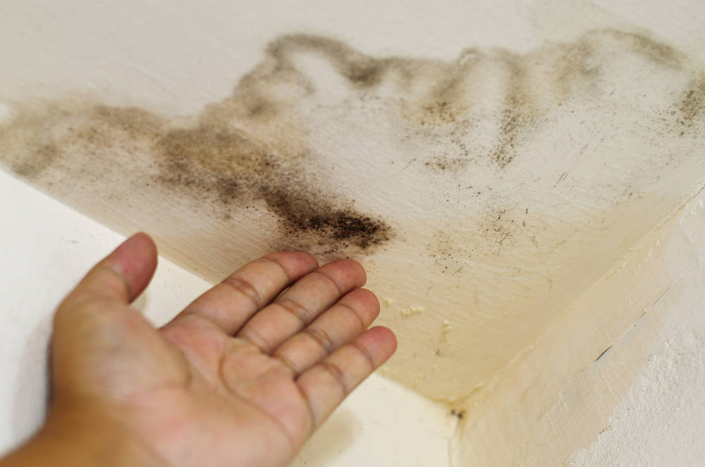 4 Ways to Eliminate Mold in Your Home | Tri Span Environmental